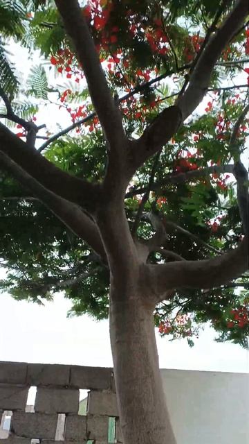 Delonix Regia | Flamboyant | Royal Poinciana смотреть онлайн