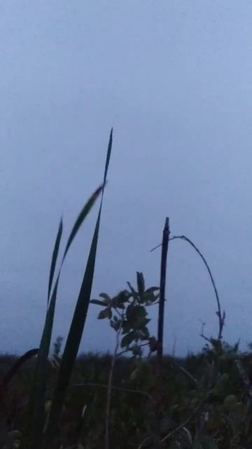 Охота на утку, пение журавля завораживает#охота#отдых#кайф#журавль#топ #топчик#омск#утка#бомба смотреть онлайн