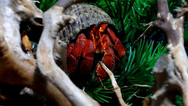 Coenobita pseudorugosus et des Perlatus смотреть онлайн