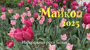 Майкоп 2025. Прогулка по центру. Набережная реки Белая