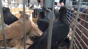 Выставка узбекских двухчубых голубей 3. /Herford. 08.12.2019