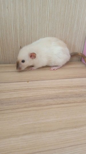 иду в школу