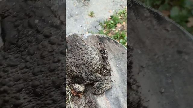 Жаба, просто жаба. смотреть онлайн