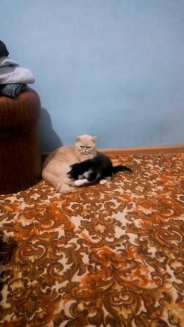 Котенок сальто назад и кувырок умора смотреть онлайн