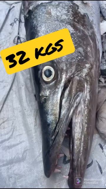 barracuda cavala смотреть онлайн