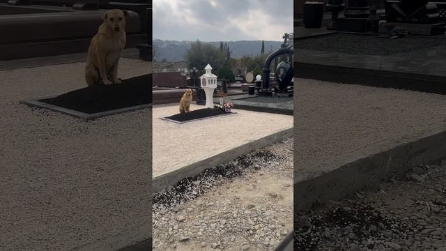 Слабонервным не смотреть 😢Собака на могиле хозяина 💔 🦮 💔Невозможно смотреть без слёз 😢