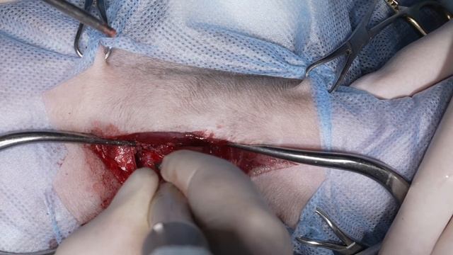 Вентральный слот .Болезнь дисков у собаки смотреть онлайн