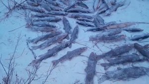 шикарный улов! ленок на подлёдную ловлю!