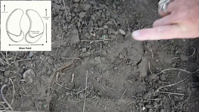 Animal Tracking for Kids | Bison Track | Video 1 of 4 смотреть онлайн