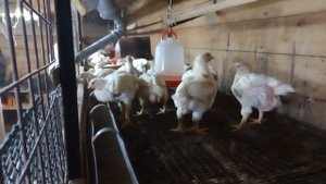 на какой высоты подвесить поилки для бройлеров???.