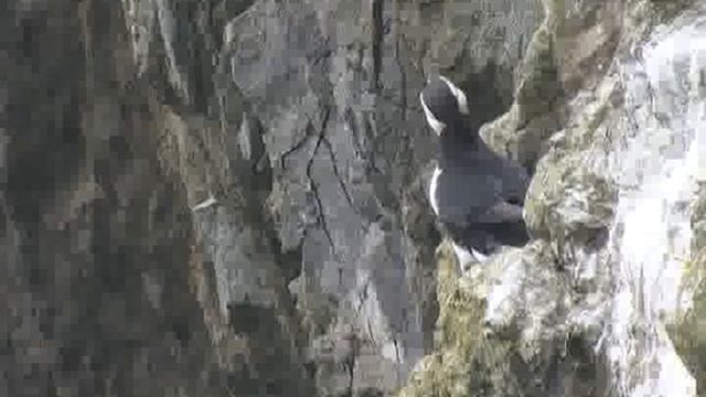 Ипатка, топорок смотреть онлайн