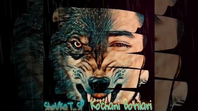 ShoVkaT_SP-Ko'chani Bo'rilari смотреть онлайн