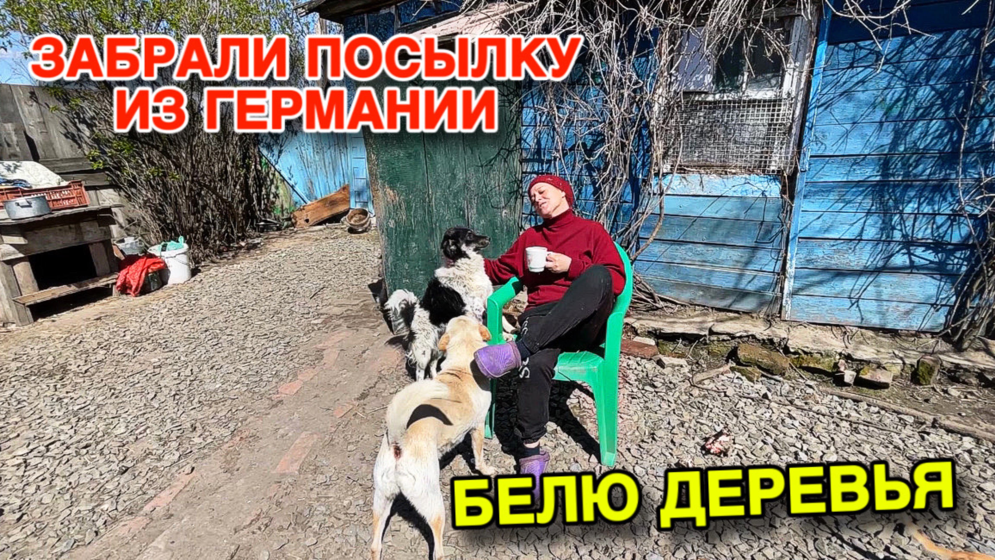 ГОТОВИМСЯ К ПАСХЕ – БЕЛЮ ДЕРЕВЬЯ. Побрили ПИКАЧУ НАЛЫСО. Пришла ПОСЫЛКА ИЗ ГЕРМАНИИ.
