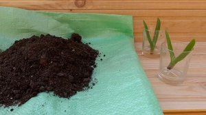 Carpobrotus edulis propagation. Succulent plant