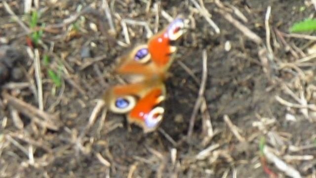 Весна