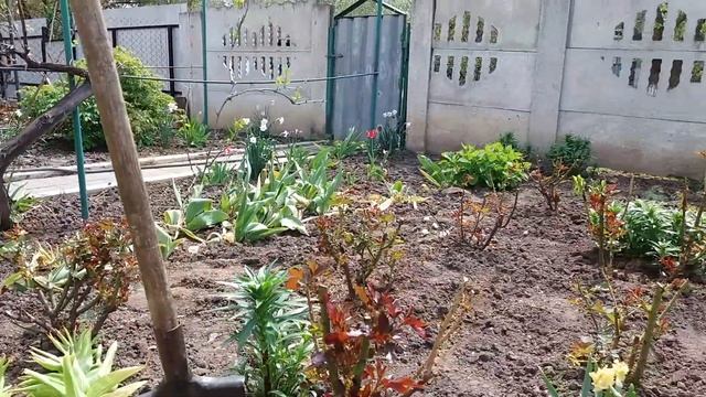 Пересадка квітів царська корона.