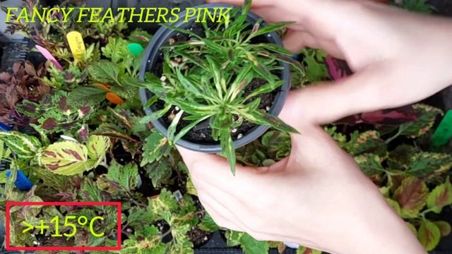 Coleus|Buntnessel|Колеусы. Когда высаживать в сад?🌱