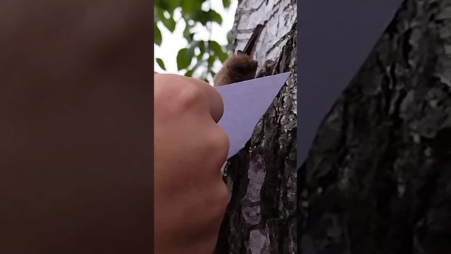 летучая мыф смотреть онлайн