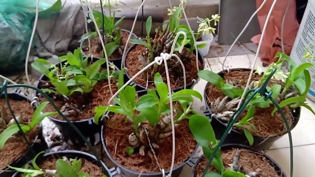 (chia sẻ) Trồng và chăm sóc Lan Denro Trường Sơn - Dendrobium delacourii смотреть онлайн