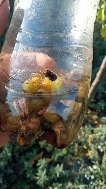 осы пчолы моль как помочь пчолам от ос
