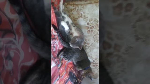 Кошачья ласка Продолжение