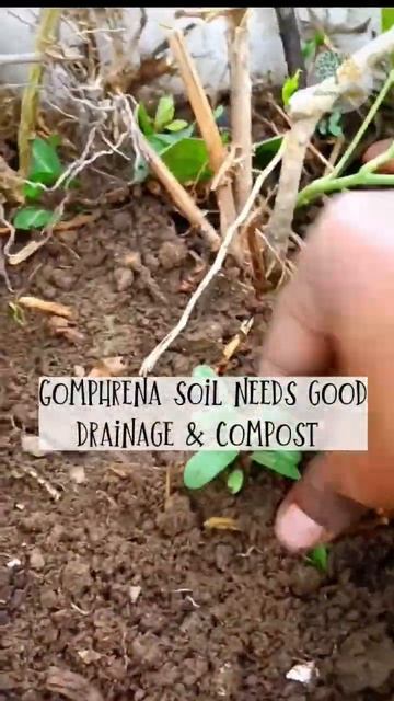 Right time to Grow Gompherna Plant from seeds and cutting  Bhaidooj divinegarden98 shorts short