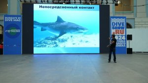 365 дней с тигровыми акулами. Разбор от морского биолога и шаркдайвера