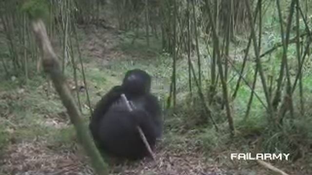 мощный пук обезьяны смотреть онлайн