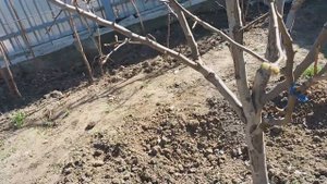 ГРУША. Прививка, формировка, обрезка.