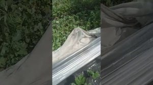 сорт клубники вивара удивляет