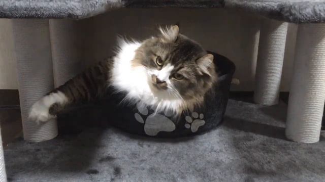 猫動画 cat movie ミュウMyu&ガクGaku 2 смотреть онлайн