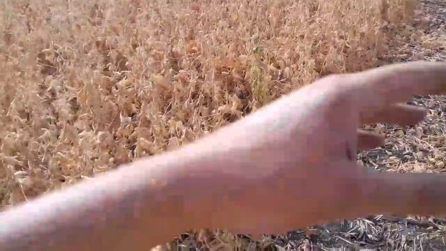 06.09.18 початок збирання сої смотреть онлайн