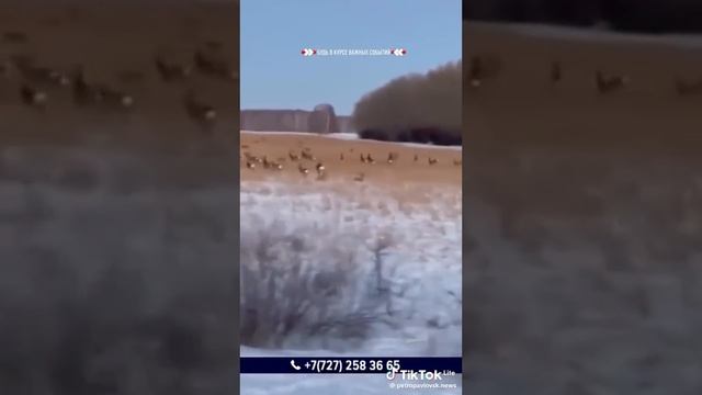 В северном Казахстане нашествие косуль смотреть онлайн