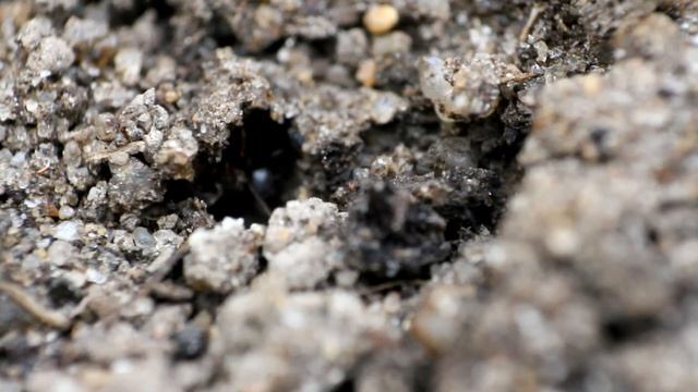 Tetramorium sp. смотреть онлайн