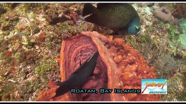 Turquoise Bay diving promo смотреть онлайн