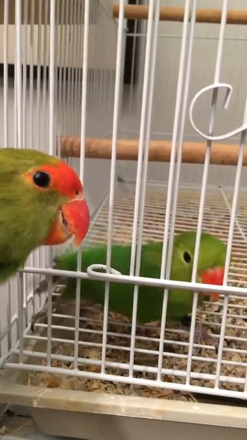 Agapornis Taranta смотреть онлайн