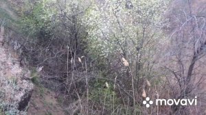 ОХОТА С ПНЕВМАТИКОЙ НА ЛИСУ ! НАШЕЛ ЛОГОВО ХИЩНИКА ! РАЗВЕДКА.