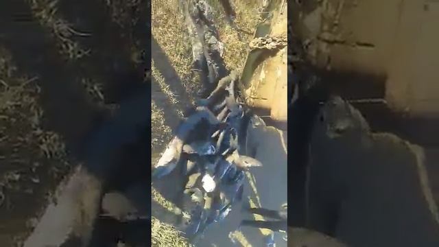 Достали из воды машину и рыбы наловили, Рыбалка смотреть онлайн