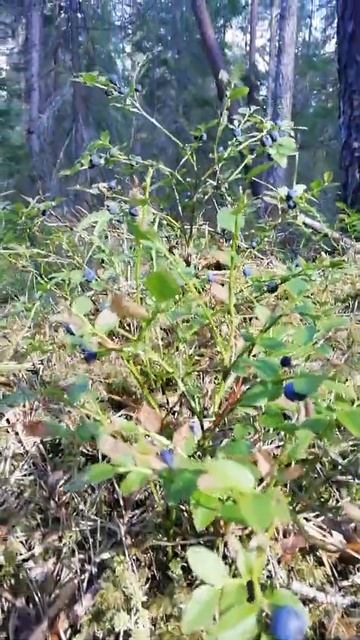 Черничная полянка #shorts #shortvideo смотреть онлайн