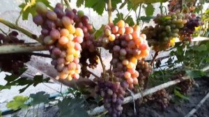 Виноград Валерия на 7.08.2020г. СУПЕР загрузка урожаем.