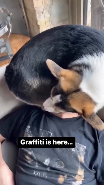 Corgi keeps his dad’s head warm #corgi #dogs #shorts смотреть онлайн