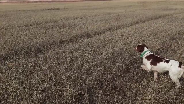 Эпаньол бретон Парат работа по перепелу.
