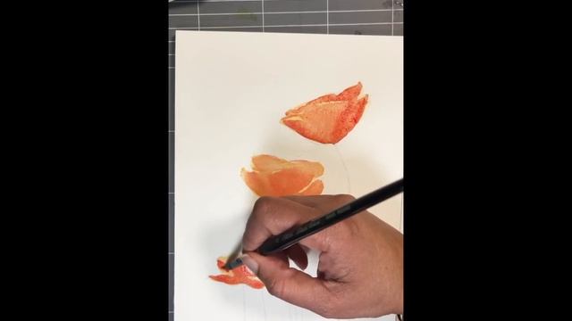 Learn to paint transparent petals-poppy watercolor
