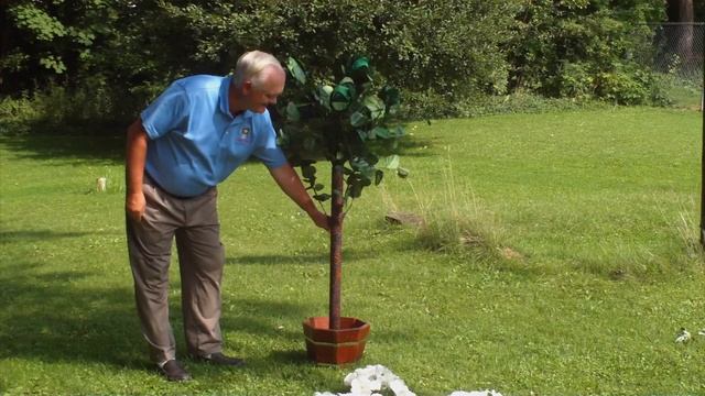 Orange tree 6 converted смотреть онлайн