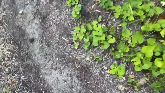 Мульчирую растения в саду. Черная мульча. смотреть онлайн