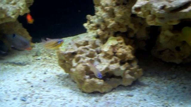 YELLOW TANG смотреть онлайн