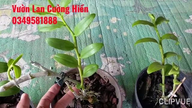 Bán Lan Rừng Giá rẻ 0349581888.BT.AMT.chậu nái phiên 8/7/2023 смотреть онлайн