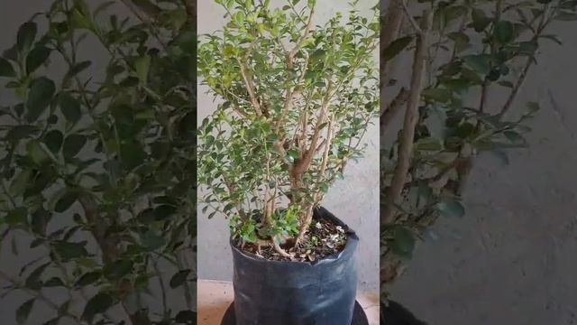 Boxus sempervirens смотреть онлайн