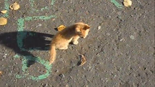 КотеночегГг))) смотреть онлайн