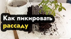 Как правильно пикировать рассаду - разделяем корни рассады правильно, пикировка для рассады